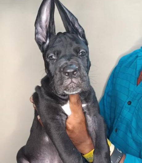 great dane puppies for sale online in mumbai