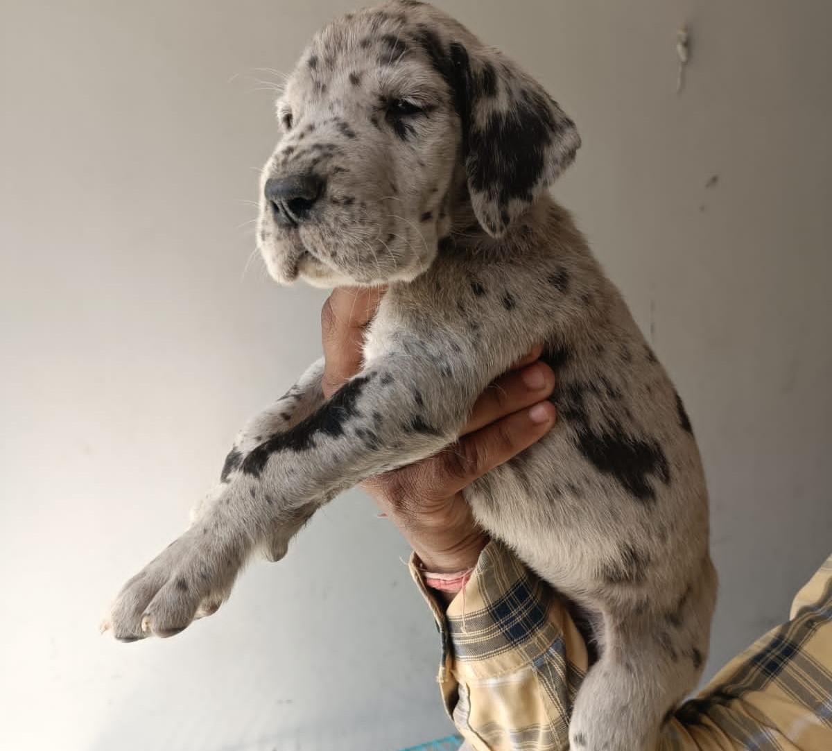 great dane dog breeder in mumbai