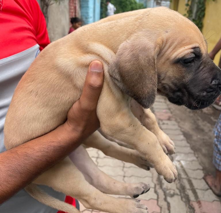 buy great dane puppies in mumbai