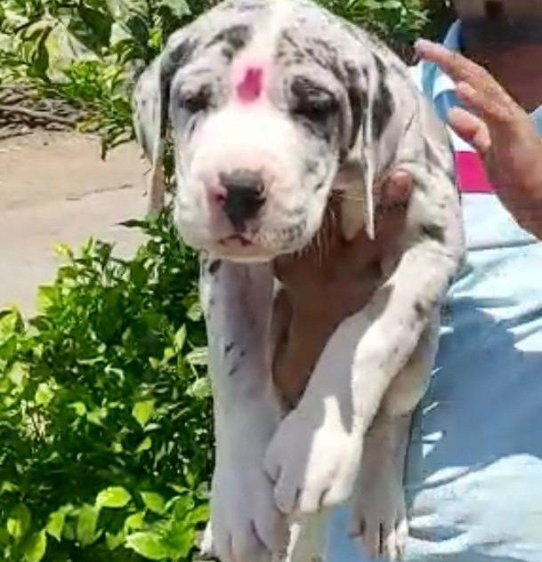 great dane dog price in mumbai