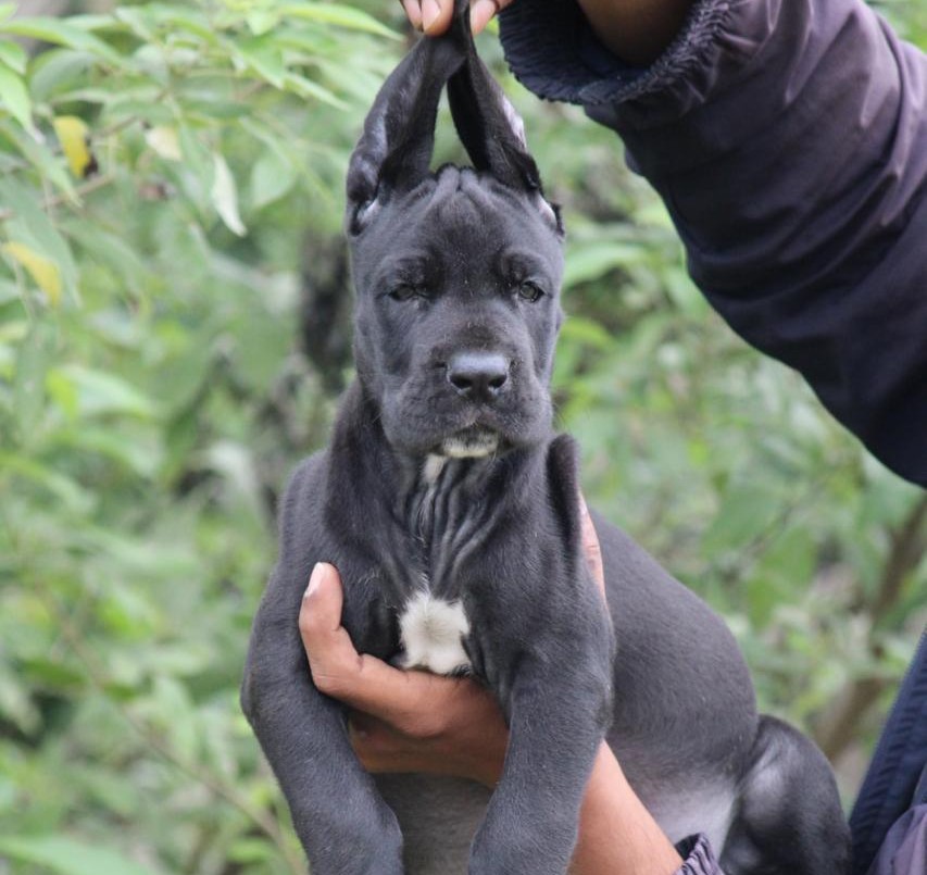 great dane puppy for sale in mumbai