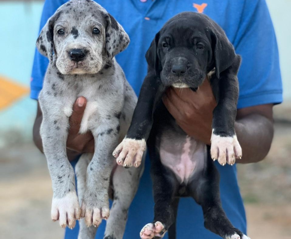 great dane dog for sale in mumbai