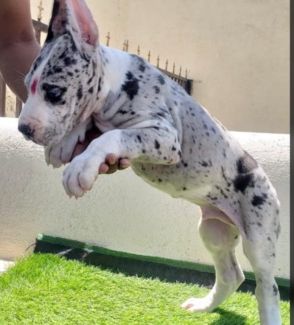 Great Dane price in Bangalore