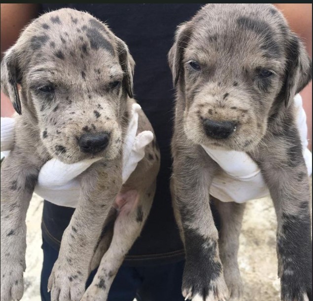 Great Dane male puppy price in Bangalore