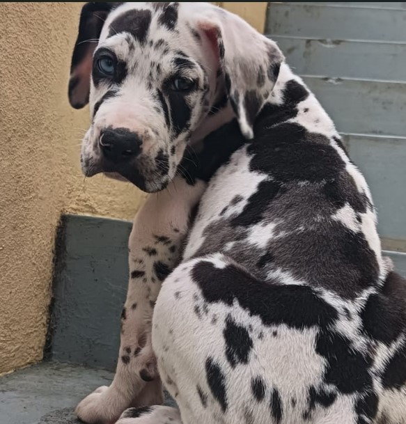 Great Dane dog price in Bangalore