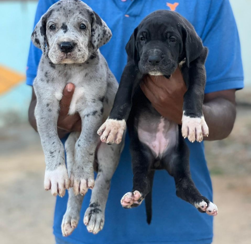 Great Dane dog for sale in Bangalore