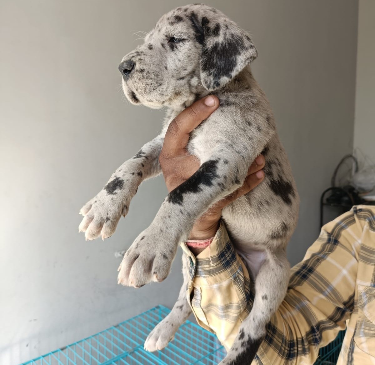 Great Dane online petstore in Bangalore