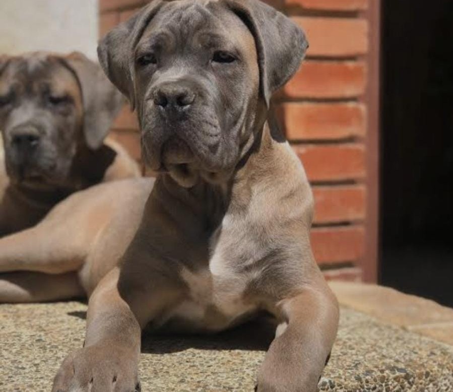 great dane dog price in pune