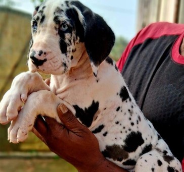 great dane dog breeder in pune