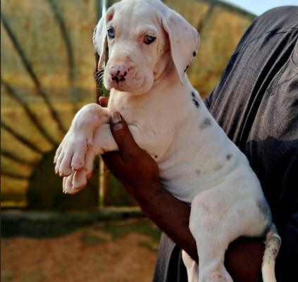 buy great dane puppies online in pune