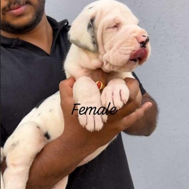 great dane dog for sale in pune