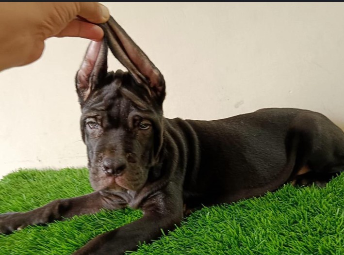 great dane puppies for sale online in pune