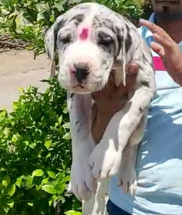 great dane dog breeder in ahmedabad