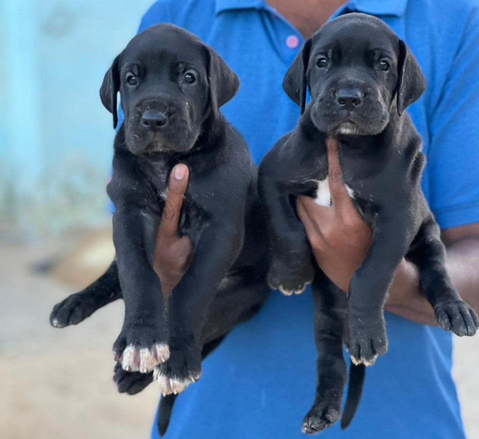 great dane puppy price in ahmedabad