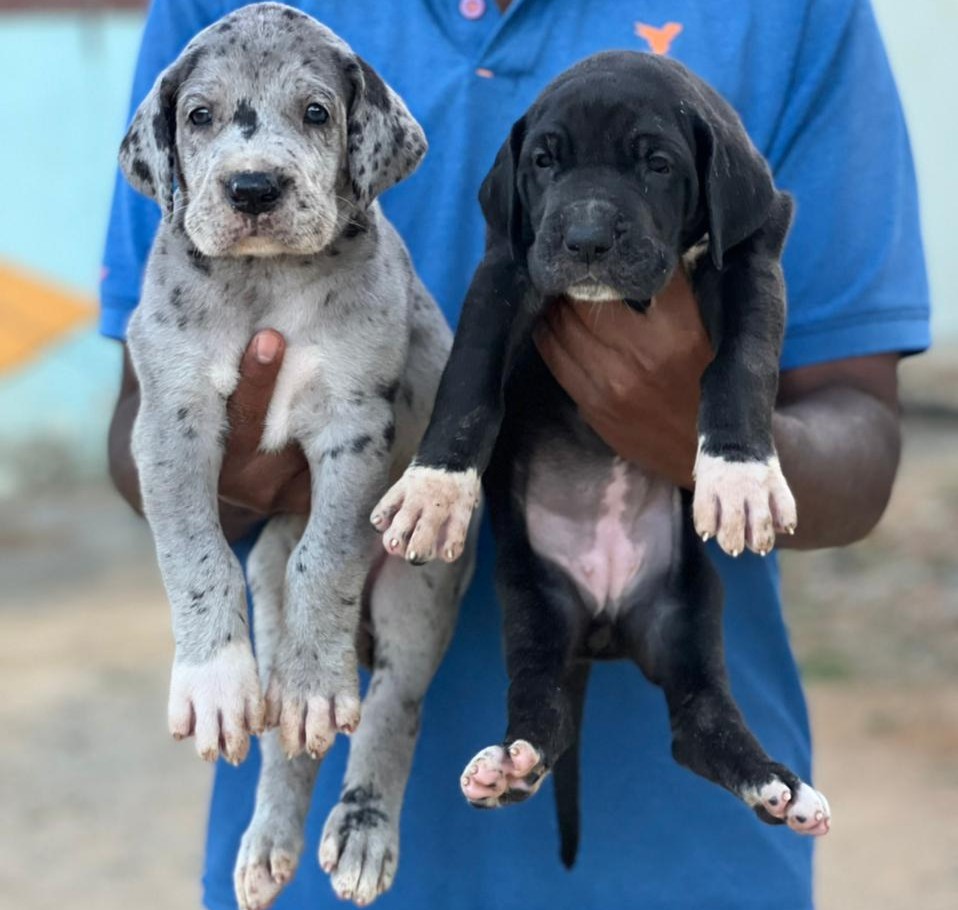 buy great dane puppies in ahmedabad