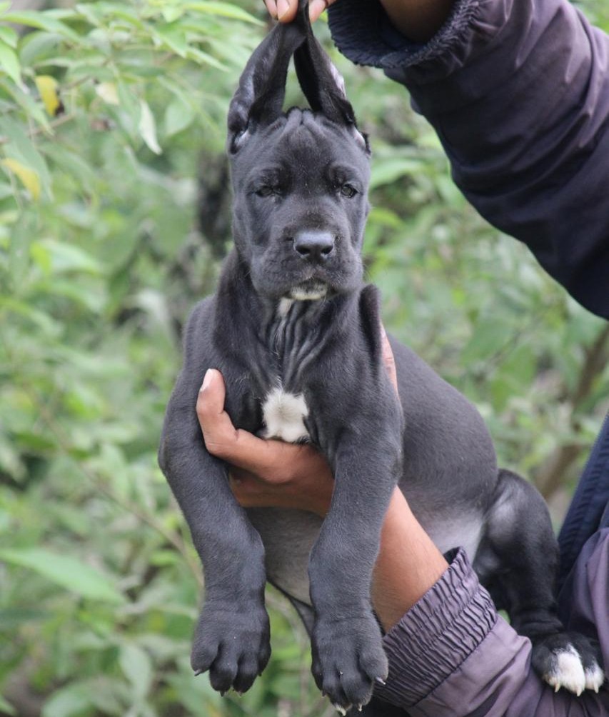 great dane pet shop in ahmedabad