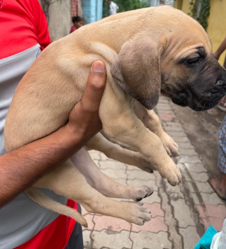 pure bred great dane puppies price in ahmedabad