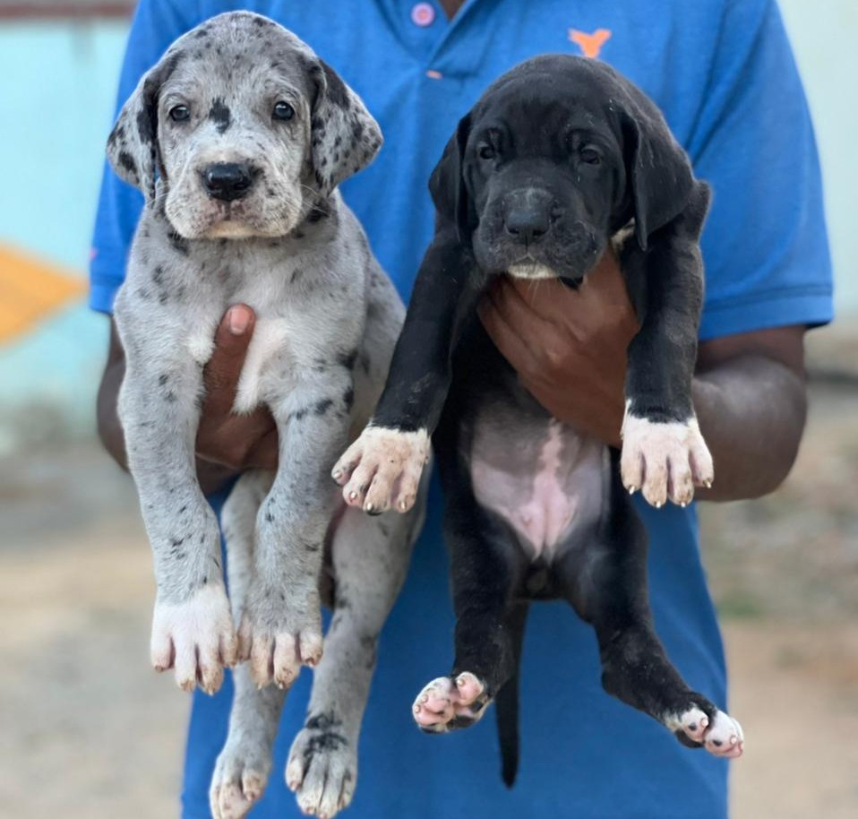 great dane dog price in hyderabad