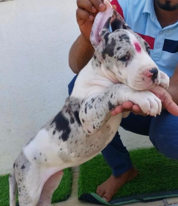 great dane breeder in hyderabad