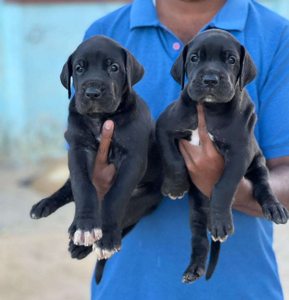 great dane pet shop in hyderabad