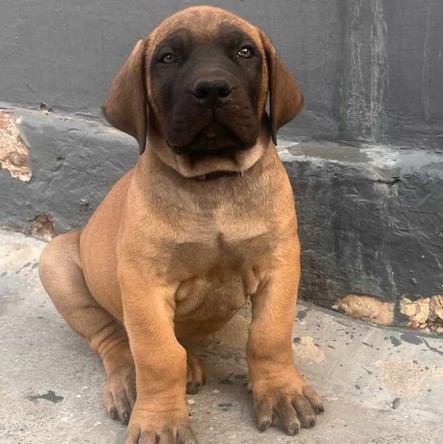 buy great dane puppy in goa