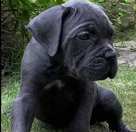 purebred great dane puppies price in goa