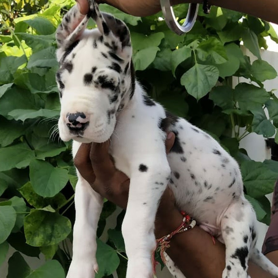 great dane pet shop in goa