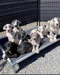 great dane dog price in vizag