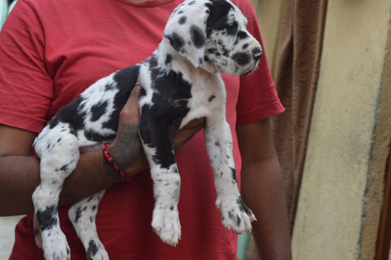 buy great dane puppy in vizag