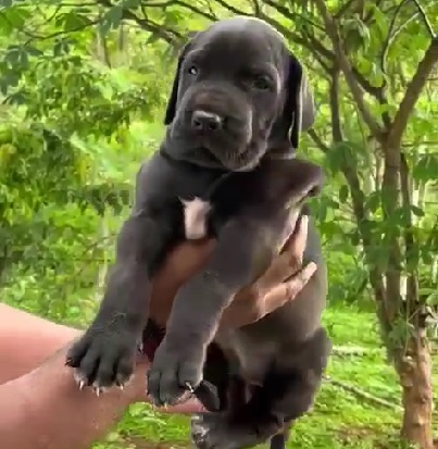 great dane puppies for sale online in vizag