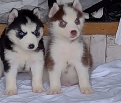 Siberian Husky male puppy price in Bangalore