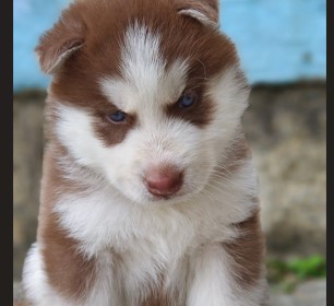 Siberian Husky dog price in Bangalore