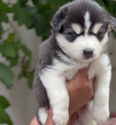 Siberian Husky dog for sale in Bangalore