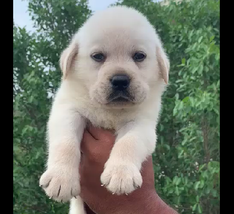 Labrador puppy price in Bangalore