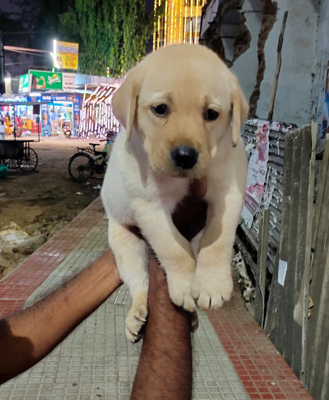 Labrador price in Bangalore