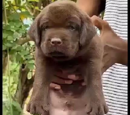 Lab puppy price in Bangalore