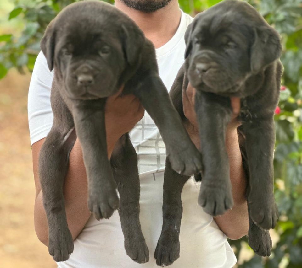 labrador retriever dog breeder in mumbai