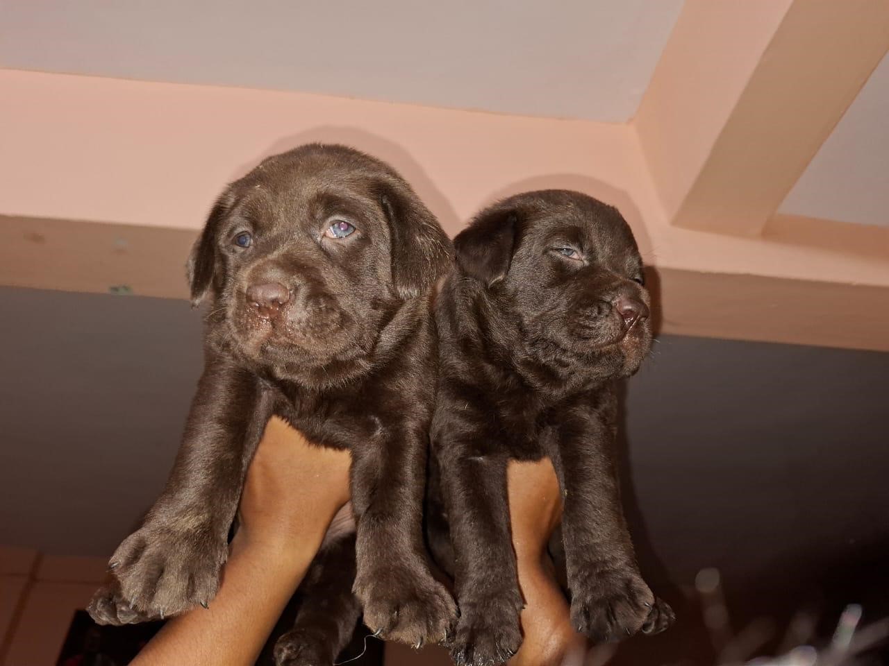 labrador retriever dog kennel in mumbai