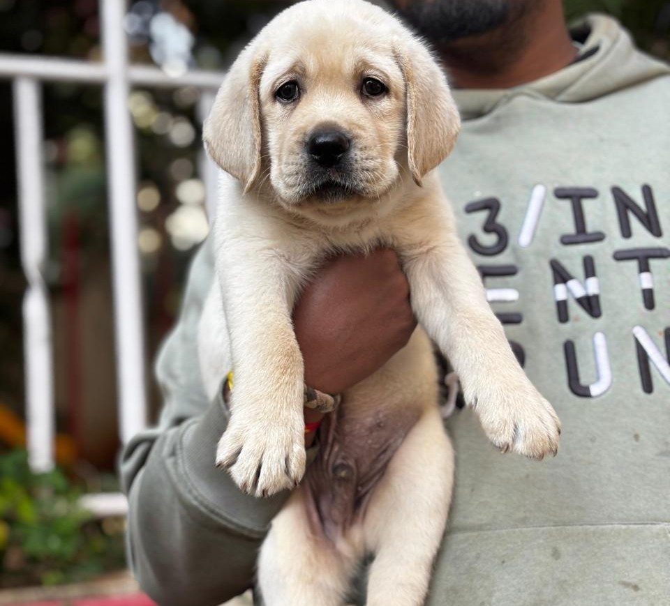 labrador retriever price in pune