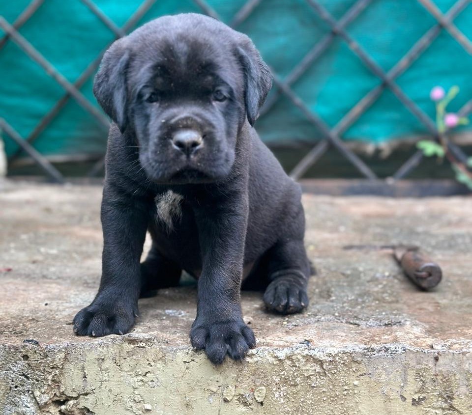 black lab puppy for sale in pune