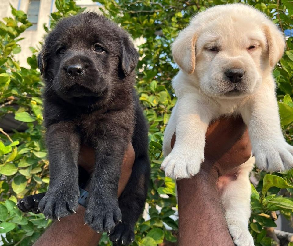 champion lineage labrador retriever price in pune