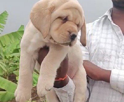 labrador retriever dog breeder in pune