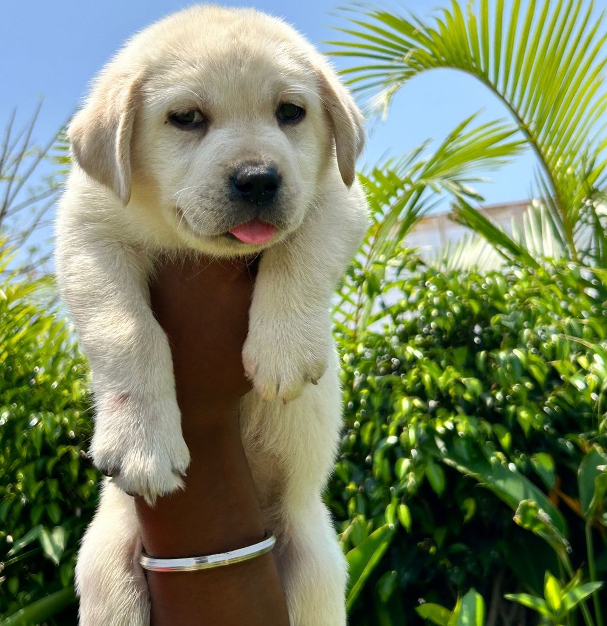 labrador retriever dog price in ahmedabad