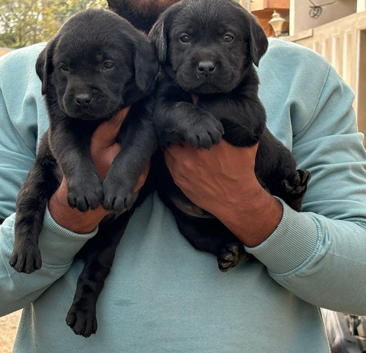 labrador retriever dog breeder in ahmedabd