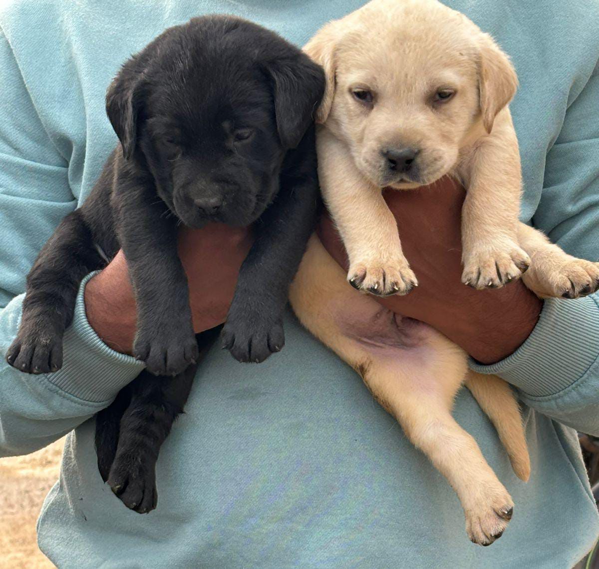 pure bred labrador retriever puppies price in ahmedabad