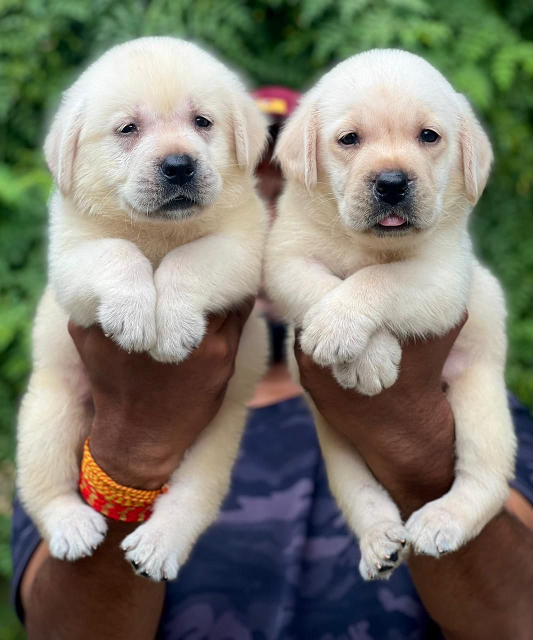 labrador retriever puppy for sale online in ahmedabad