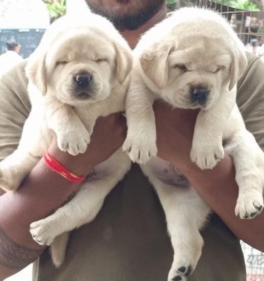 labrador retriever puppy price in kolkata