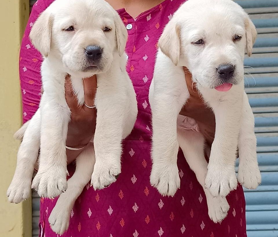 buy labrador retriever puppies in kolkata