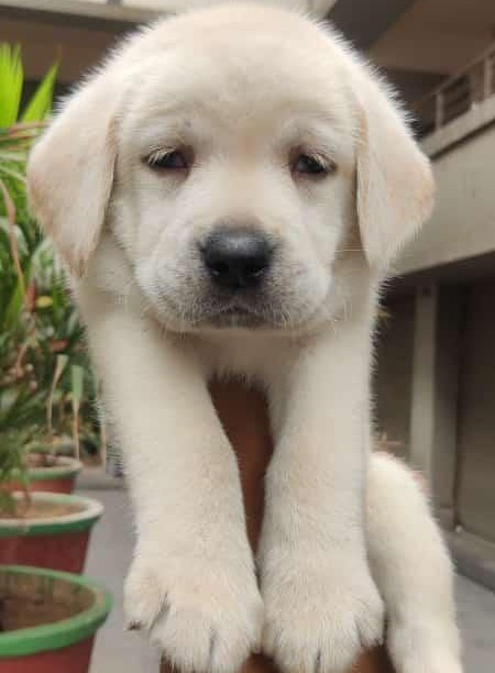 labrador retriever dog price in kolkata