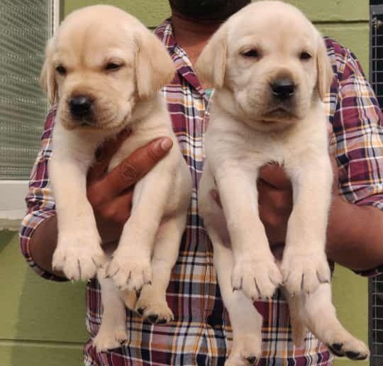 labrador retriever puppy for sale in kolkata